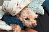 “Luna dice hoy no”: la perrita que sorprendió a todos justo antes de su eutanasia