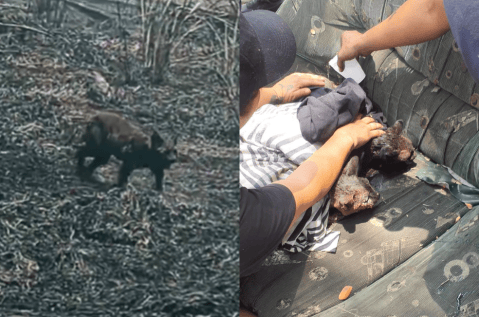 Incendio en Cali pone en riesgo la vida de decenas de gatos