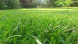 Cinco plantas con las que puede reemplazar el pasto en su jardín