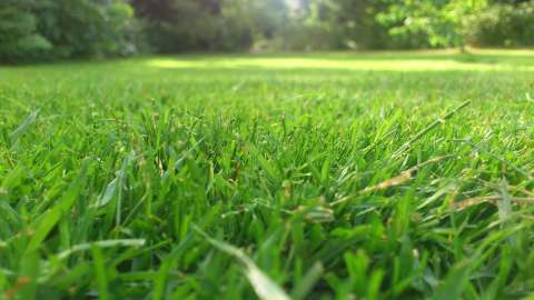Pasto de San Agustín: ¿cómo hacer que este tipo de césped crezca?