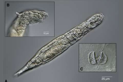“Escándalo evolutivo”: organismos de 24.000 años que están congelados aún pueden reproducirse