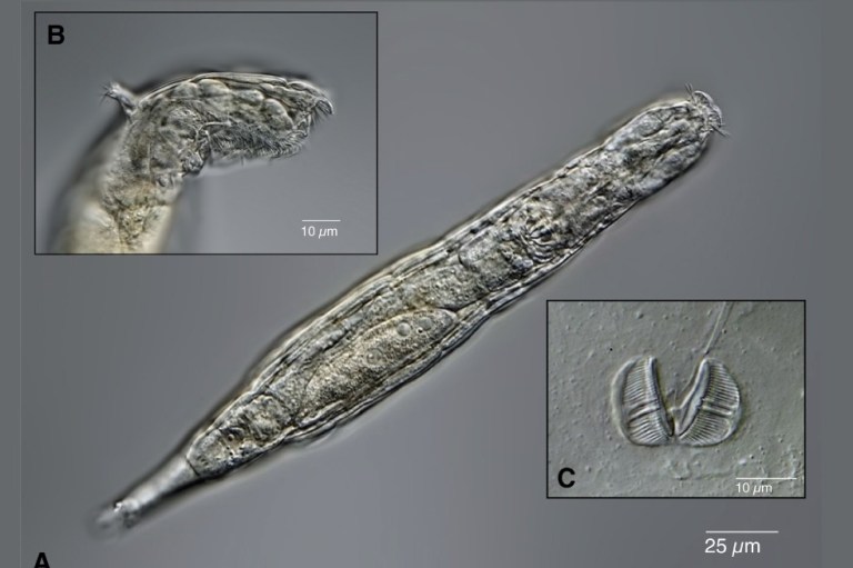 “Escándalo evolutivo”: organismos de 24.000 años que están congelados aún pueden reproducirse