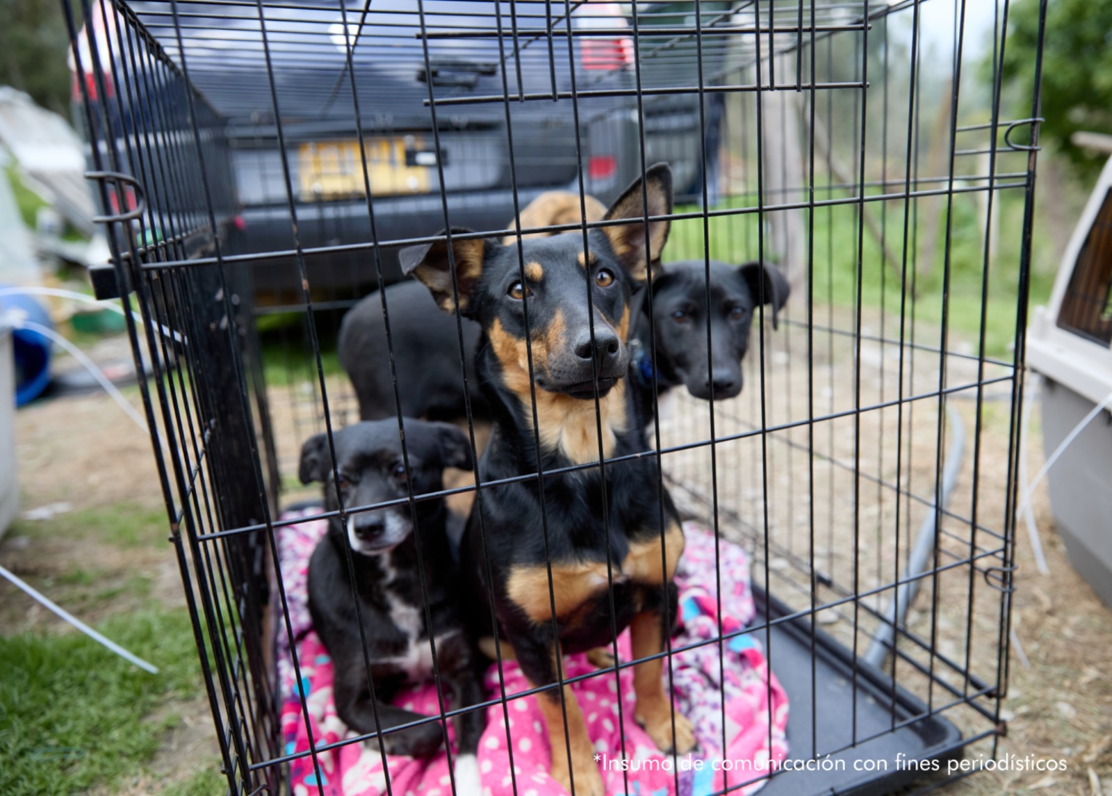 "Son perros que estas redes consiguen de manera estratégica para que no logren herir al perro que les va a atacar. Los usan para que el otro se active, para que desarrolle agresividad y una relación con la sangre", explica Julio César Piedra, director del grupo SARA.