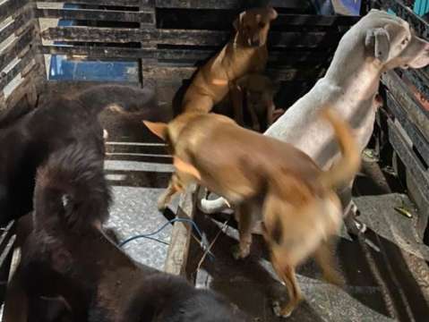 Veterinario habría sacrificado perros de calle para hacer capacitaciones de cirugía