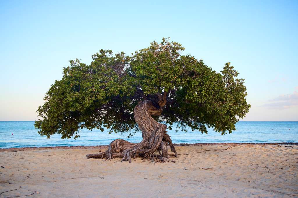 El famoso árbol de divi divi, que es la brújula natural de Aruba.