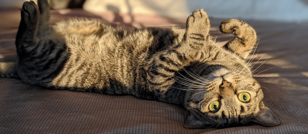 Gato atigrado: 4 razas con esta característica que te encantarán