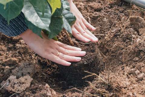 ¿Cada cuánto se debe cambiar el sustrato de las plantas y cómo saber si ya lo necesitan?
