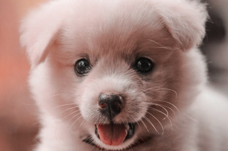 3 consejos para cuidar los dientes de tu perro