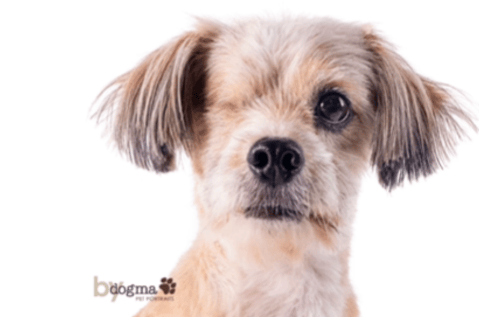 La historia de Winky, un perrito que superó lo imposible y ahora busca una familia