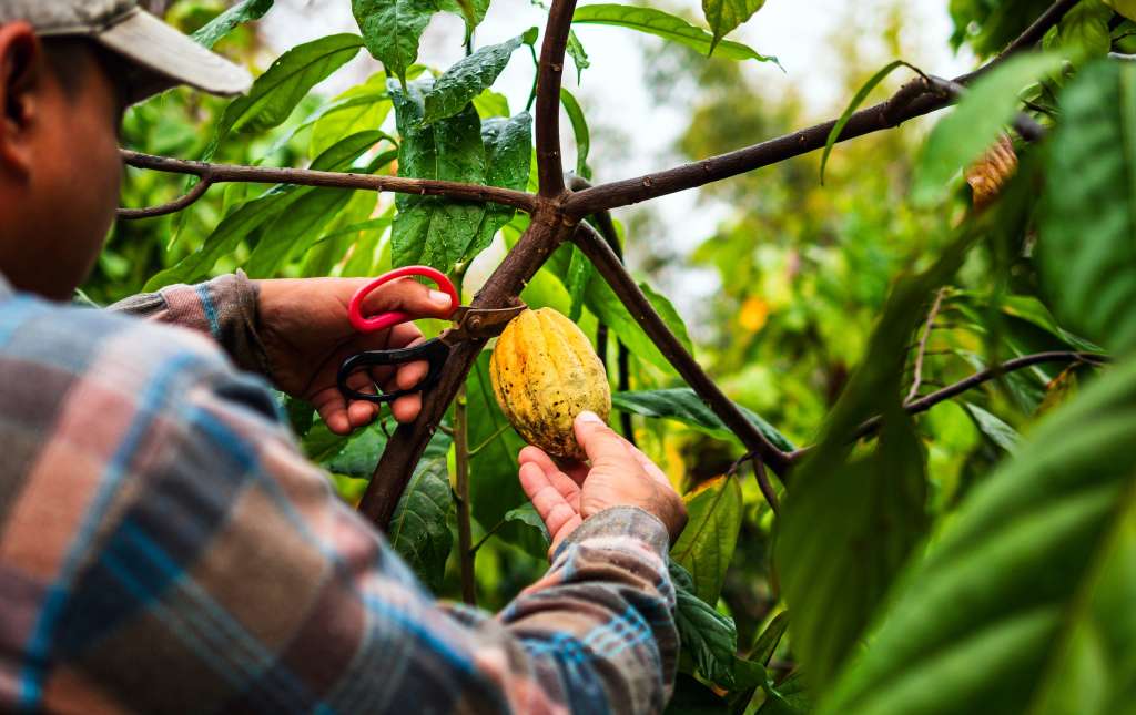 Turismo de Chocolate, cacao