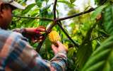 Modelo colombiano mejora ingresos y calidad de vida de pequeños cacaocultores