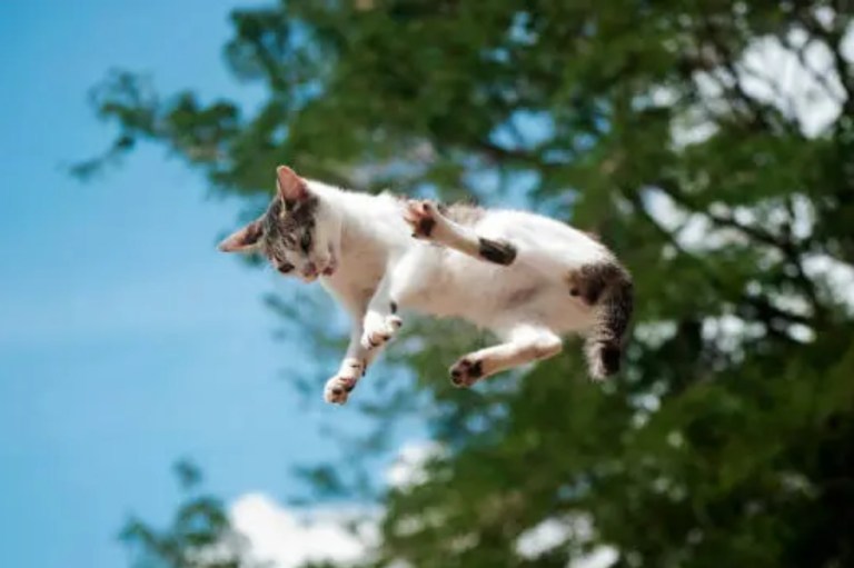 ¿Por qué los gatos corren como “locos” por toda la casa?