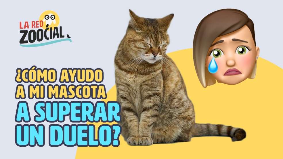 Red Zoocial . Agosto. Duelo mascotas. 2020