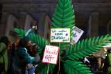 Legalización del cannabis: estos son los países que han avanzado en la medida