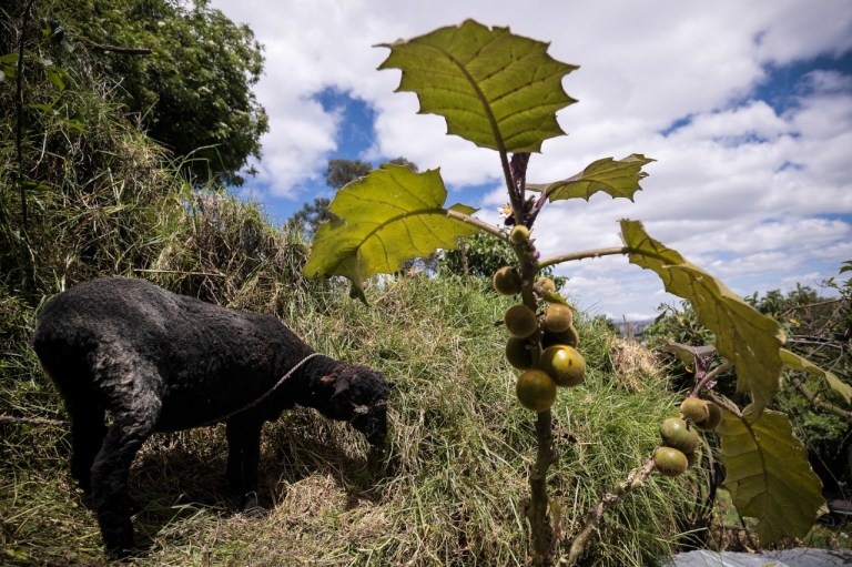 Cobá, el hogar de las abejas