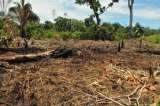 Colombia podrá medir la deforestación en tiempo real