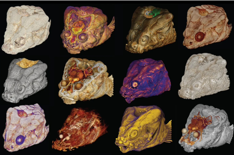 Una selección de modelos micro-CT del cazador furtivo de cabeza rocosa, incluyendo, abajo a la derecha, una vista del primer conjunto de costillas del cazador furtivo de cabeza rocosa (en morado) mostrado cerca de la fosa craneal.