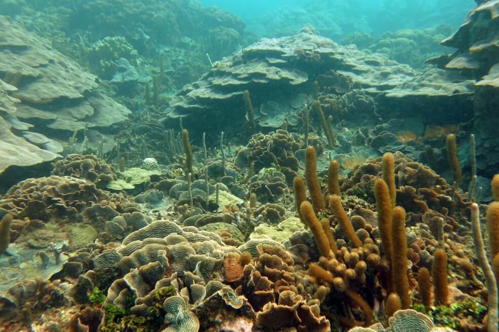 Los corales de Varadero cuentan con 32 especies de corales pétreos, 39 especies de invertebrados móviles, 26 especies de octorocorales y cinco especies negras. / © Valeria Pizarro