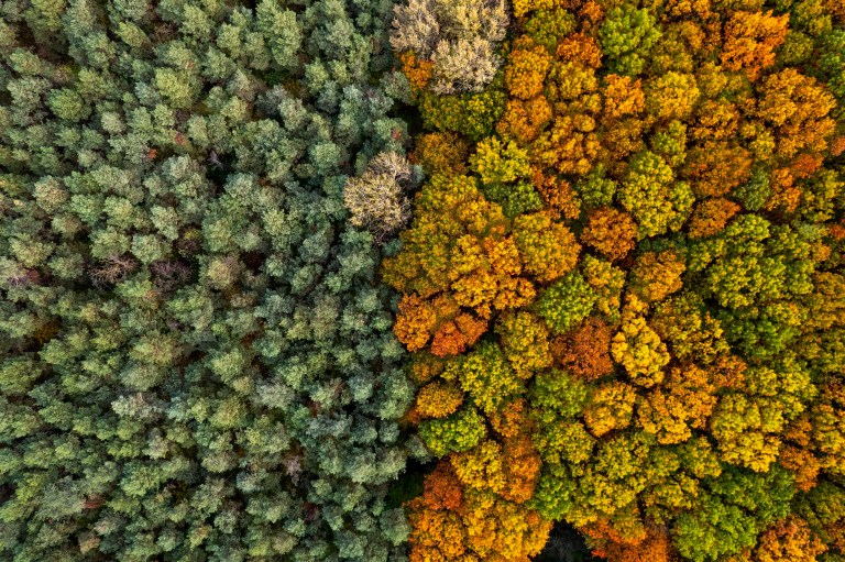 Los bosques diversos son 70 % más eficaces para retener carbono