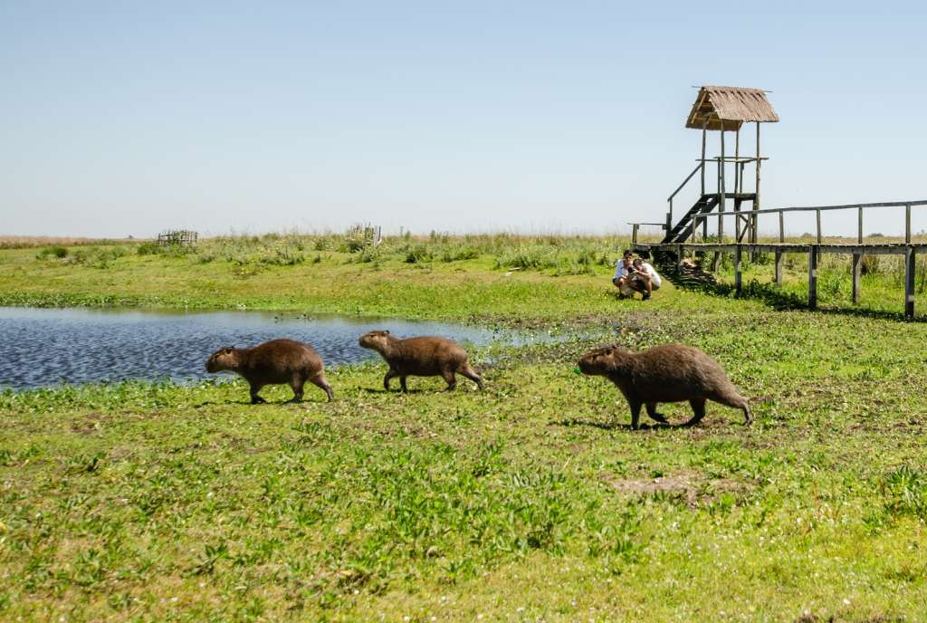 Los Esteros del Iberá, ubicados en el noreste de Argentina, representan el segundo humedal más grande de Suramérica.