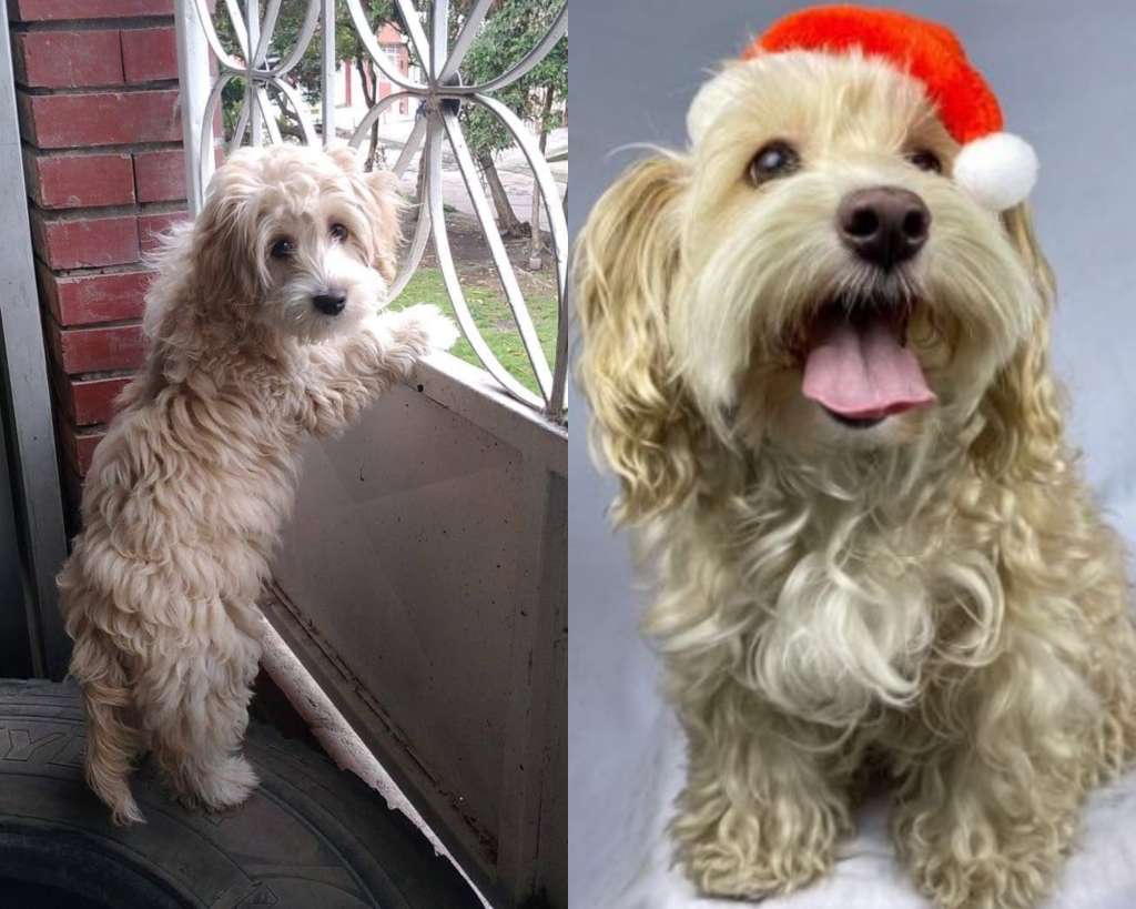 “No vamos a dejar de buscarla”: el clamor de una familia por encontrar a su perrita Antonela