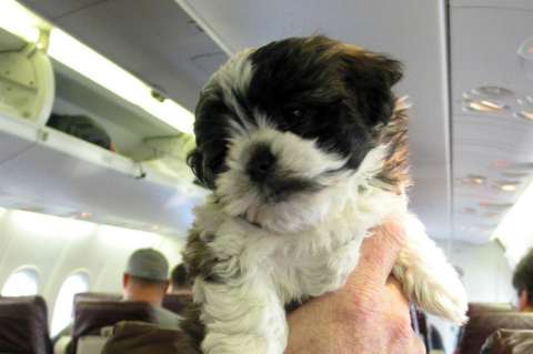 Mascotas podrán viajar en la cabina de pasajeros