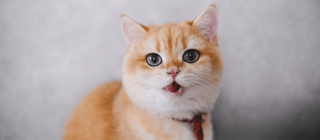 Nombres para gatas 6 opciones originales para tu minina