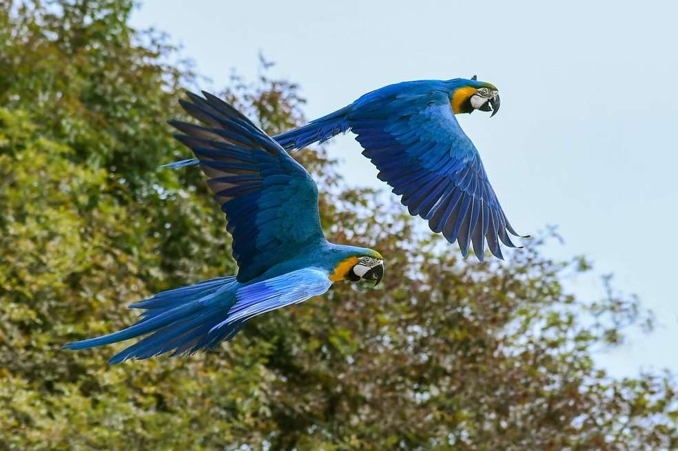 El guacamayo azul inspiró la película animada de Disney, Río.