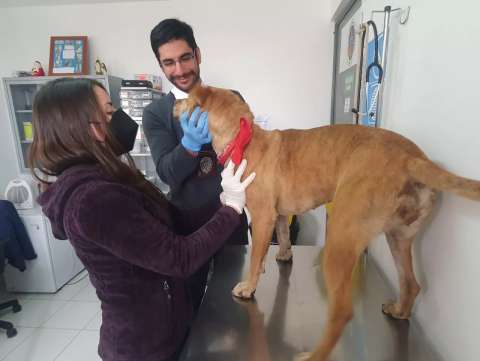 Colombiano es buscado por autoridades chilenas tras maltratar a su perra ‘Layka’