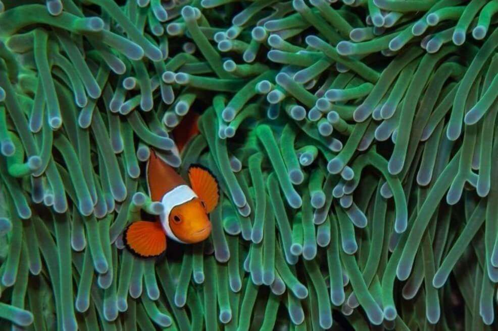 Pez de anémona, protagonista de Buscando a Nemo. / Simon Thorrold / Europa Press