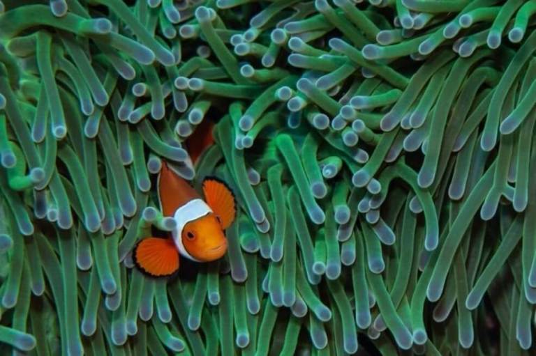 Parece que Nemo no podrá salvarse del cambio climático