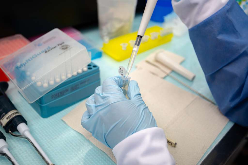 La genética es conocida como la primera escala de la diversidad biológica.