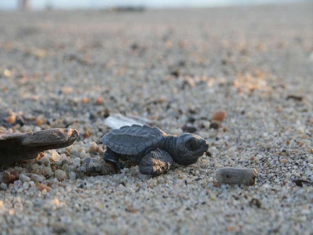 Tortugas