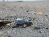 Así es como la temperatura define el sexo y la capacidad reproductiva de las tortugas