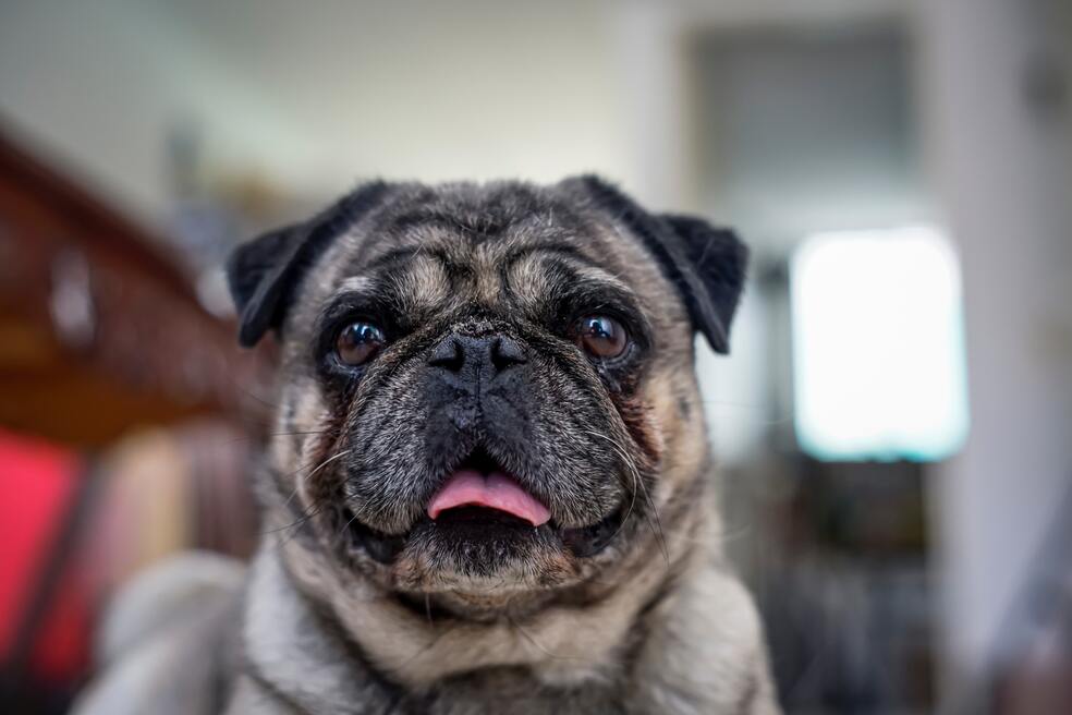Perros Pug características y personalidad de esta raza de perro