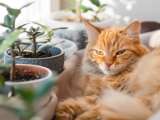 Compañeros verdes: la convivencia entre plantas y mascotas, más que decoración