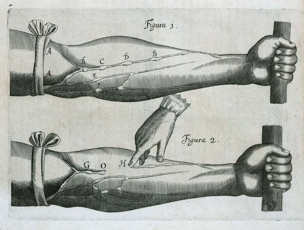 Experimento de William Harvey en su Exercitatio “Anatomica de Motu Cordis et Sanguinis in Animalibus”, 1628.