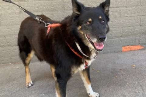Foto del pasado ayuda a Ginger, perrita de 12 años, a conseguir un nuevo hogar
