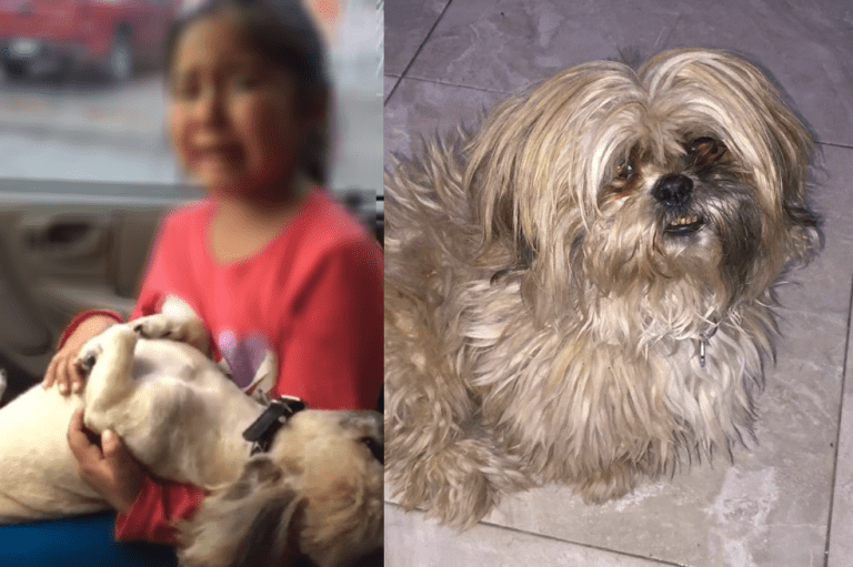 Nala, perrita de Emiliano Sala, sigue esperándolo en la puerta de su casa