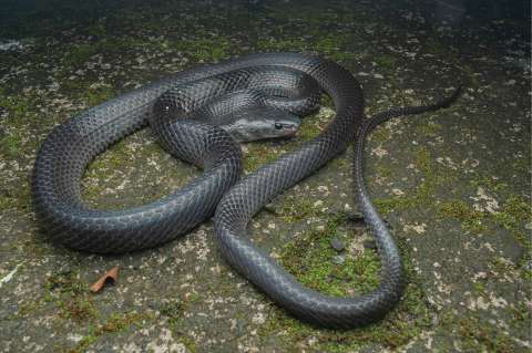 Descubren nueva especie de serpiente y la nombran en honor a Steve Irwin