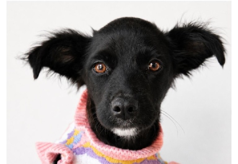 Gomita, una cachorra negrita con gran personalidad, busca un hogar para siempre
