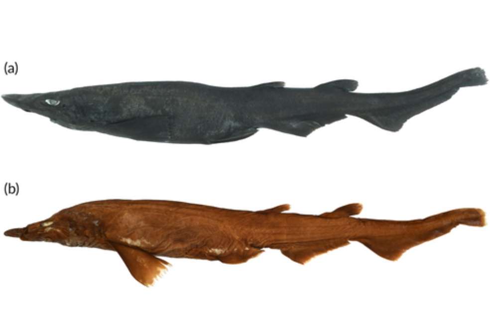 La especie Apristurus ovicorrugatus, que puede medir de largo 467 mm.