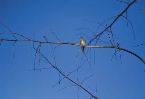 El paraíso de aves que resguarda Cundinamarca