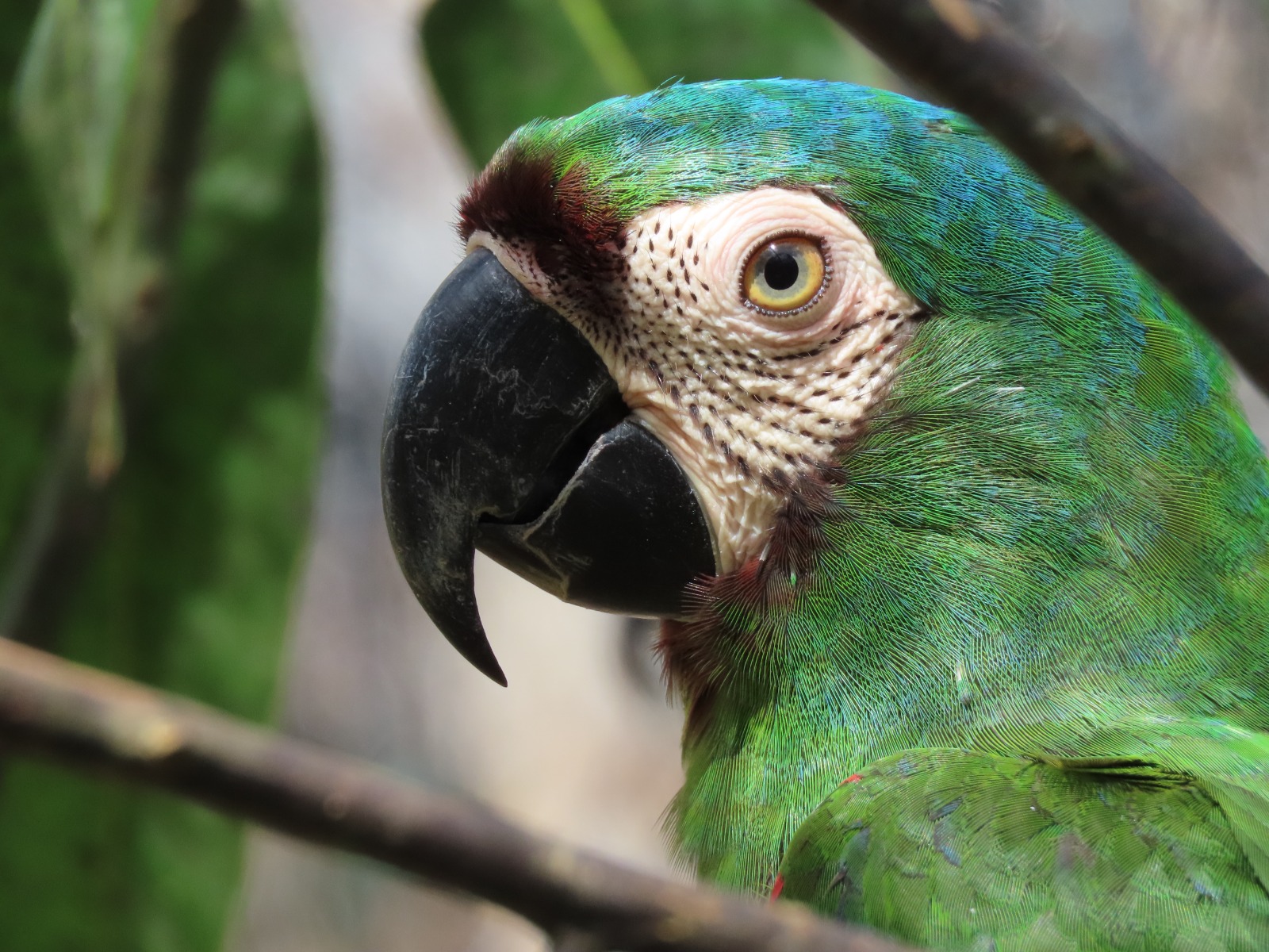 Las alas no son para adornar jaulas: historias reales de loros en libertad