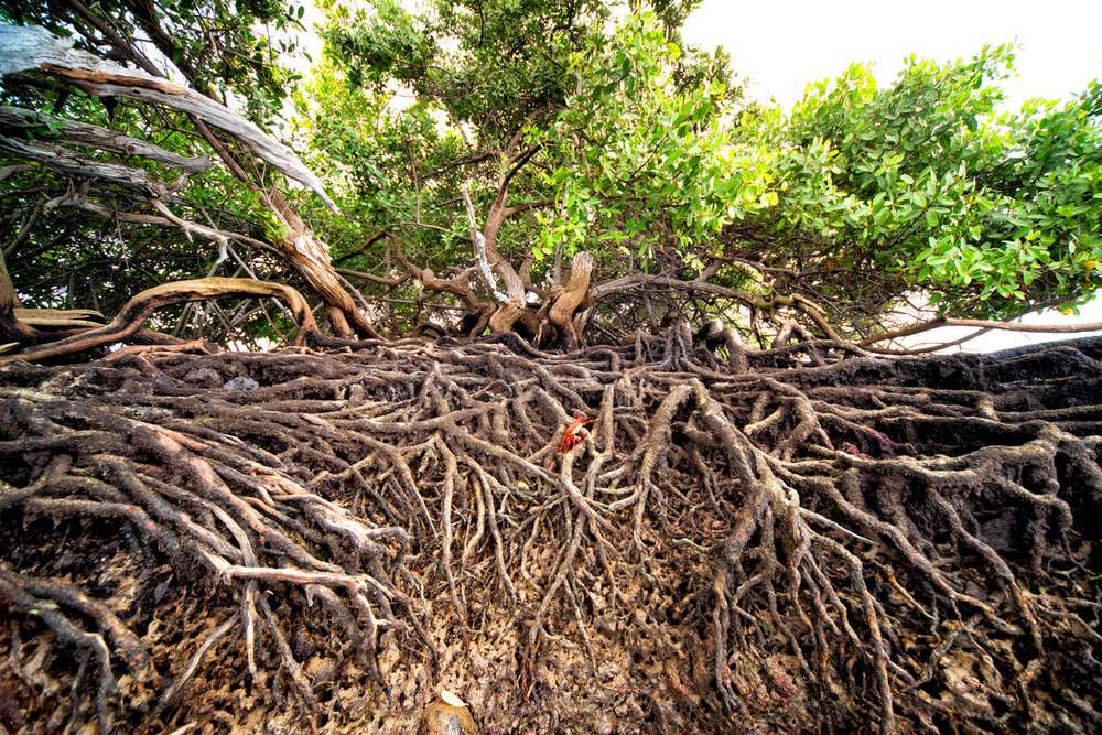 Sally Lighfoot crab (Grapsus grapsus) and mangroves in Baronesa Bay, Floreana Island, Galapagos, Ecuador.