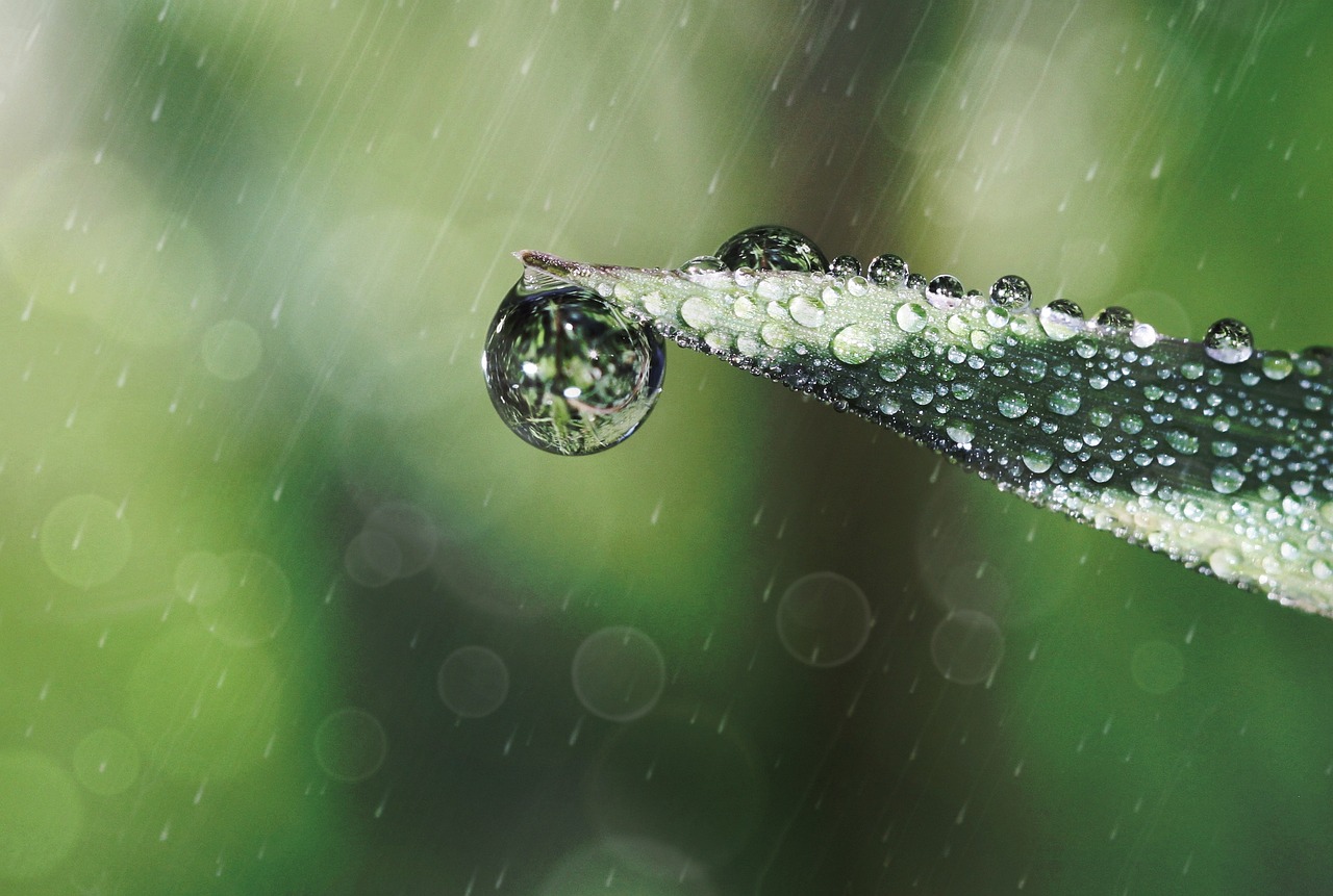 Existen variedades que ayudan a absorber la humedad del ambiente y además purifican el aire.
