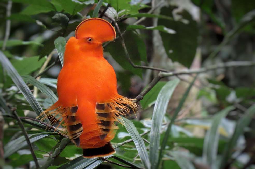 Gallito de Roca Guyanés.