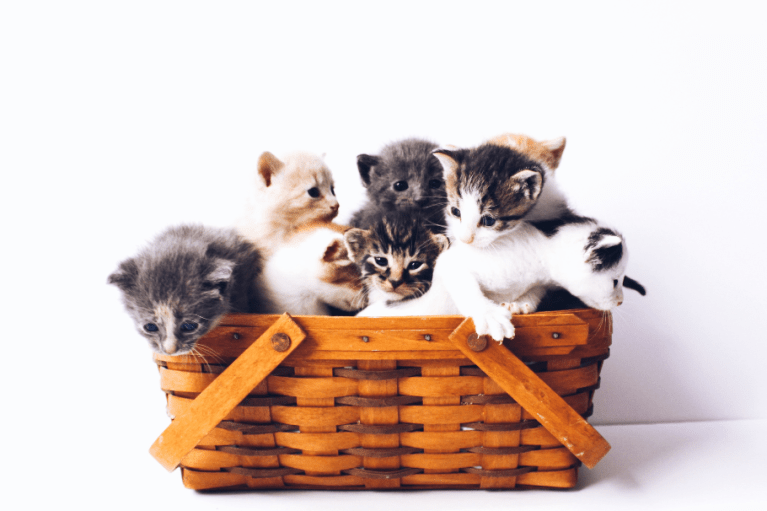 ¿Cuál es la raza de gatos más pequeña?