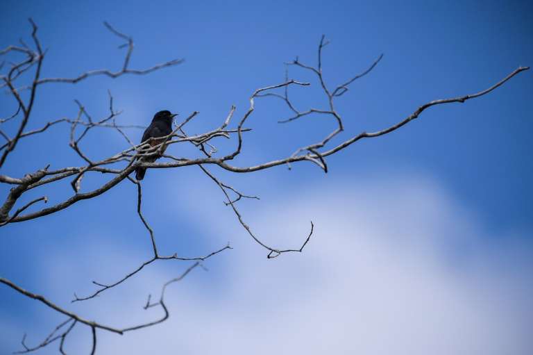 Según Colombia.Travel, el sitio oficial de turismo del país, Vaupés tiene un ecosistema difícilmente comparable con algún otro lugar del planeta, donde se encuentran 586 especies de fauna silvestre, 96 de peces y 550 de aves.
