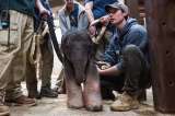 Por primera vez en 25 años, nació un elefante en el zoológico de Washington